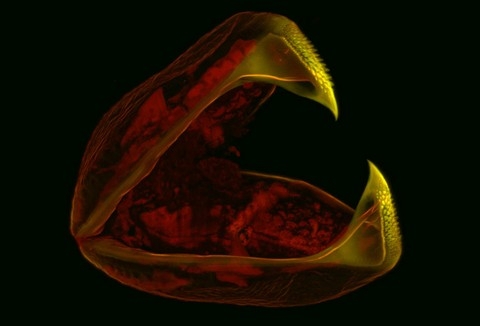 h&igrave;nh ảnh, Nikon, small world 2013, cuộc thi, h&igrave;nh ảnh, ph&oacute;ng đại