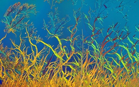 h&igrave;nh ảnh, Nikon, small world 2013, cuộc thi, h&igrave;nh ảnh, ph&oacute;ng đại