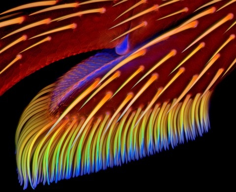 h&igrave;nh ảnh, Nikon, small world 2013, cuộc thi, h&igrave;nh ảnh, ph&oacute;ng đại