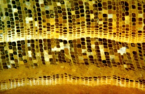 h&igrave;nh ảnh, Nikon, small world 2013, cuộc thi, h&igrave;nh ảnh, ph&oacute;ng đại