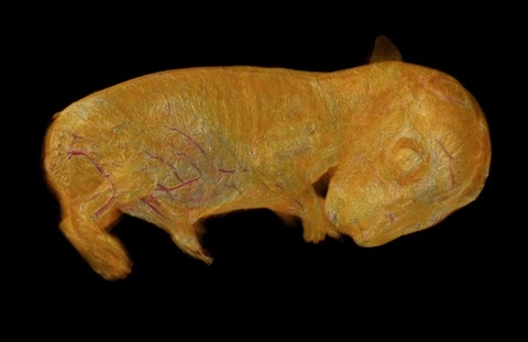 h&igrave;nh ảnh, Nikon, small world 2013, cuộc thi, h&igrave;nh ảnh, ph&oacute;ng đại