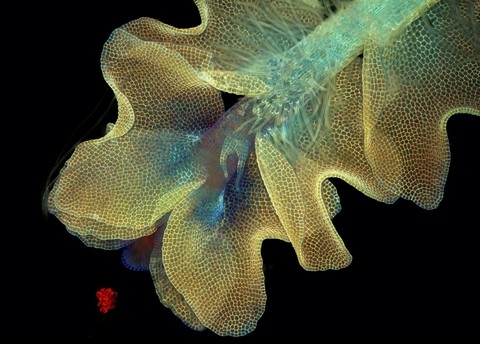 h&igrave;nh ảnh, Nikon, small world 2013, cuộc thi, h&igrave;nh ảnh, ph&oacute;ng đại