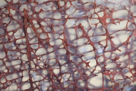 h&igrave;nh ảnh, Nikon, small world 2013, cuộc thi, h&igrave;nh ảnh, ph&oacute;ng đại