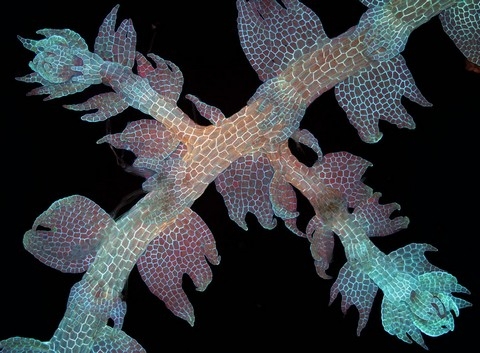 h&igrave;nh ảnh, Nikon, small world 2013, cuộc thi, h&igrave;nh ảnh, ph&oacute;ng đại