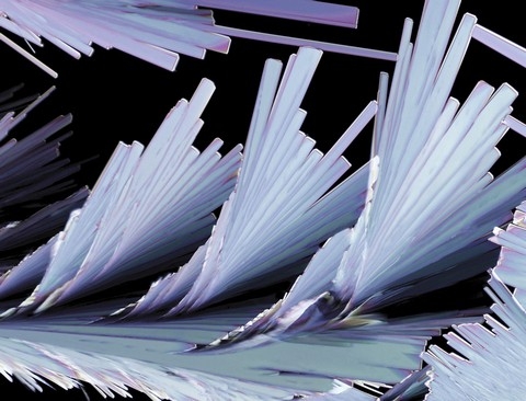 h&igrave;nh ảnh, Nikon, small world 2013, cuộc thi, h&igrave;nh ảnh, ph&oacute;ng đại