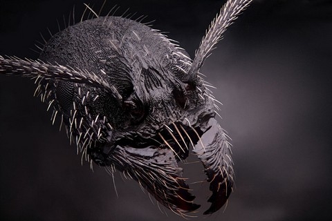 h&igrave;nh ảnh, Nikon, small world 2013, cuộc thi, h&igrave;nh ảnh, ph&oacute;ng đại