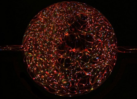 h&igrave;nh ảnh, Nikon, small world 2013, cuộc thi, h&igrave;nh ảnh, ph&oacute;ng đại