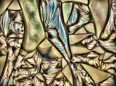 h&igrave;nh ảnh, Nikon, small world 2013, cuộc thi, h&igrave;nh ảnh, ph&oacute;ng đại