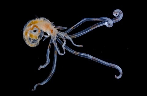 h&igrave;nh ảnh, Nikon, small world 2013, cuộc thi, h&igrave;nh ảnh, ph&oacute;ng đại