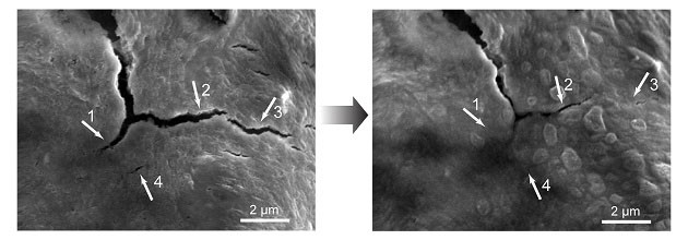 Researchers create selfhealing batteries inspired by robot 'skin'