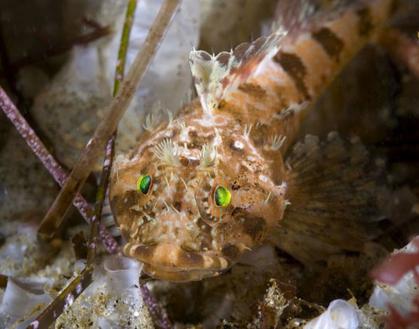 Cơ thể "sexy" của c&aacute;c lo&agrave;i c&aacute; sau th&iacute; nghiệm tẩy trắng 1