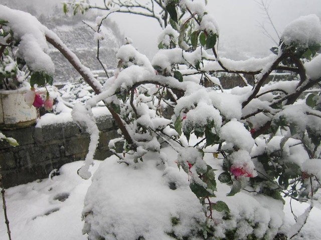  Tuyết rơi sớm bất thường tại Sapa.