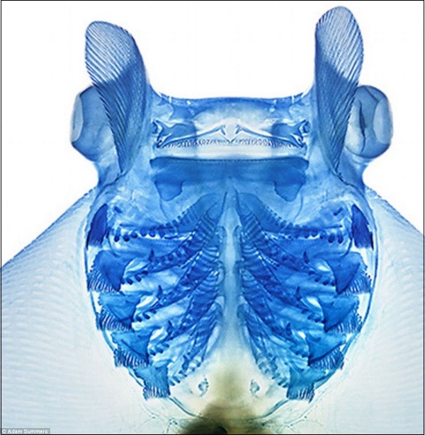 Cơ thể "sexy" của c&aacute;c lo&agrave;i c&aacute; sau th&iacute; nghiệm tẩy trắng 10