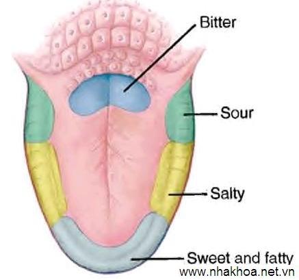 Một số sự thật thú vị trong cuộc sốngmà bạn vẫn lầm tưởng