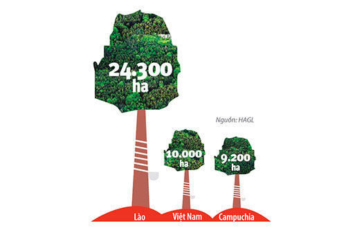 Tính đến cuối năm 2012, HAGL đã trồng được 43.500 ha cao su trong kế hoạch 51.000 ha.