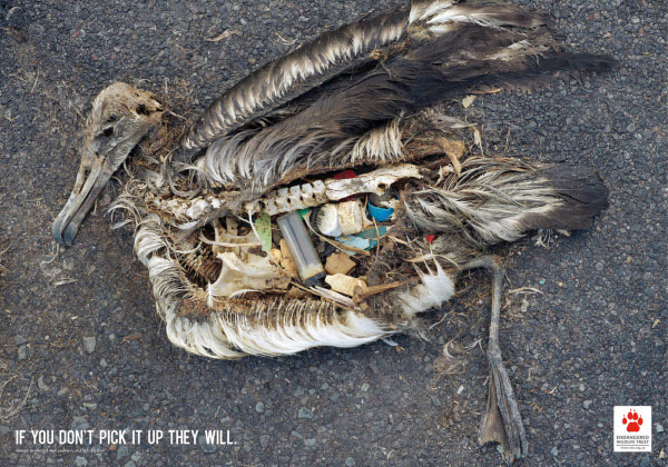  Chim và các loài động vật khác sẽ chết nếu ăn phải rác thải của con người. Hãy vứt rác đúng nơi quy định và phân loại rác kỹ lưỡng