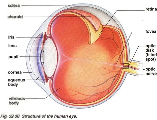  Cấu tạo giải phẫu học của mắt người: Blind Spot là điểm mù.