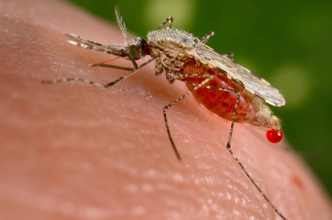  Muỗi tồn tại trên trái đất từ 170 triệu năm trước. 