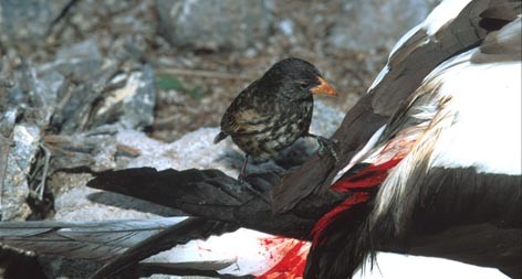  Chim ma cà rồng hút máu các loài khác. 