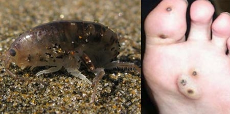 nh&agrave; nghi&ecirc;n cứu, khoa học, k&yacute; sinh tr&ugrave;ng, cơ thể