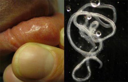 nh&agrave; nghi&ecirc;n cứu, khoa học, k&yacute; sinh tr&ugrave;ng, cơ thể