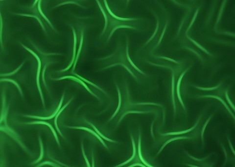 h&igrave;nh ảnh, Nikon, small world 2013, cuộc thi, h&igrave;nh ảnh, ph&oacute;ng đại