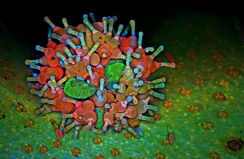 h&igrave;nh ảnh, Nikon, small world 2013, cuộc thi, h&igrave;nh ảnh, ph&oacute;ng đại