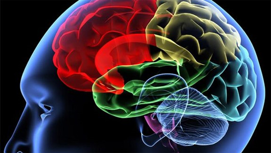  Hoạt động cơ thể và trí nhớ được điều khiển cùng một vị trí trên bộ não