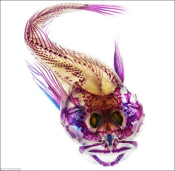 Cơ thể "sexy" của c&aacute;c lo&agrave;i c&aacute; sau th&iacute; nghiệm tẩy trắng 2