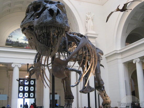 Liệu có thể xác định được giới tính của những hóa thạch khủng long ?