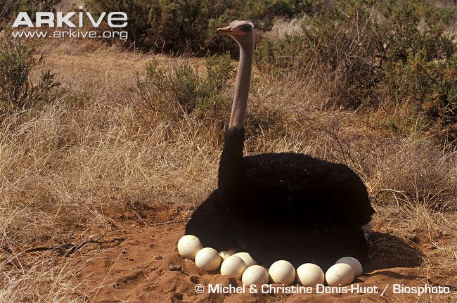  Một con đà điểu đực đang ấp trứng