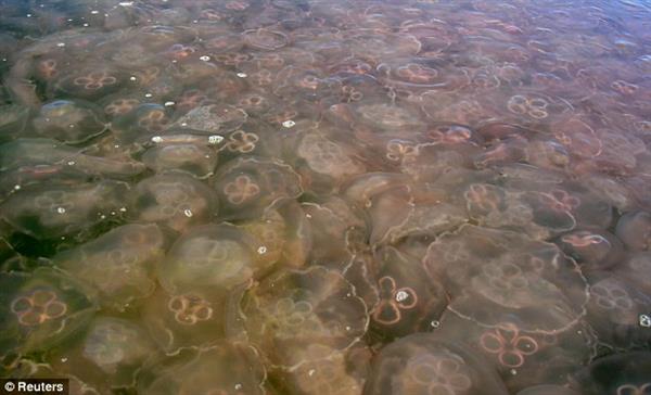 Loài sứa có khả năng phát triển ngay cả ở trong môi trường nước ô nhiễm