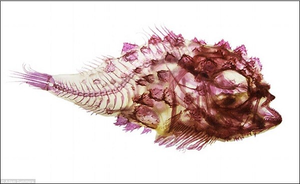 Cơ thể "sexy" của c&aacute;c lo&agrave;i c&aacute; sau th&iacute; nghiệm tẩy trắng 4