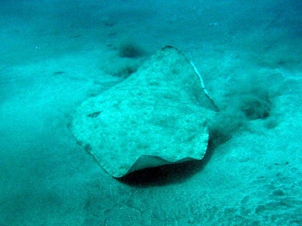 Cơ thể "sexy" của c&aacute;c lo&agrave;i c&aacute; sau th&iacute; nghiệm tẩy trắng 5