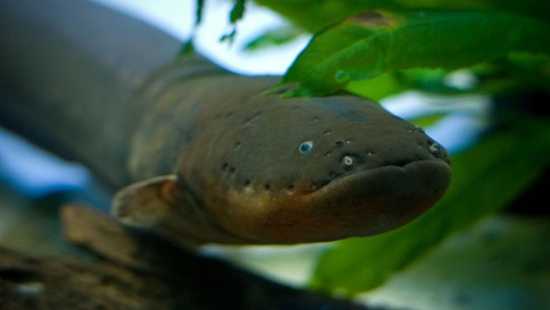 Những sinh vật đáng sợ nhất vùng sông Amazon