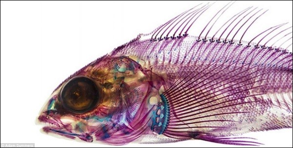 Cơ thể "sexy" của c&aacute;c lo&agrave;i c&aacute; sau th&iacute; nghiệm tẩy trắng 7