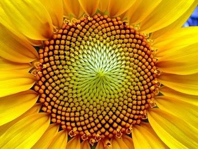 Bí ẩn dẫy số Fibonacci và sự trùng hợp kinh ngạc trong tự nhiên
