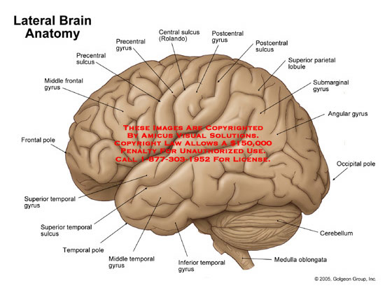 Những sự thật về bộ não ít người biết tới (phần 1)