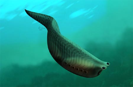 Ph&aacute;t hiện tổ ti&ecirc;n của mọi sinh vật c&oacute; thể l&agrave; lo&agrave;i c&aacute; t&iacute; hon