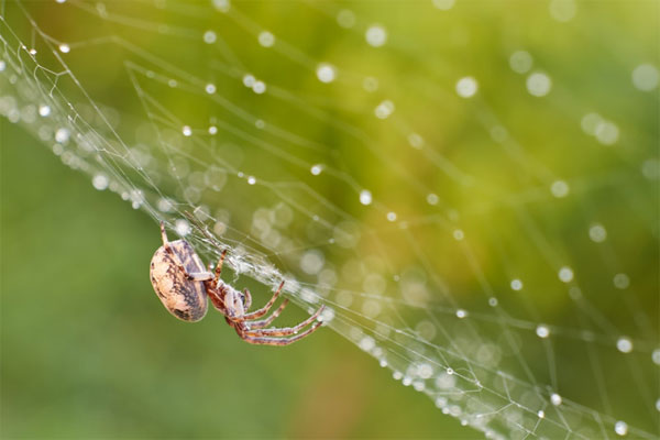  Bạn có biết nhện tạo ra tơ như thế nào? 