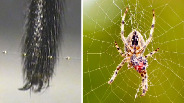 Tại sao Spiders Đừng Stick Để Webs riêng của họ