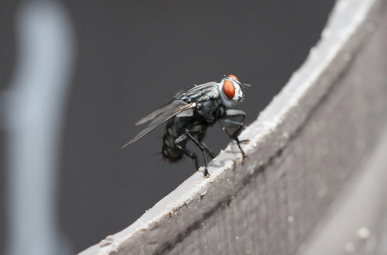 Các nhà khoa học tìm ra cách điều khiển loài ruồi giao phối bằng tia laser