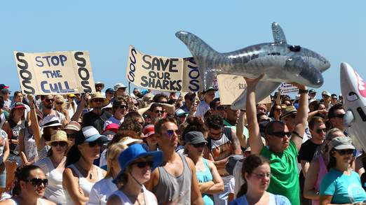 Australia nghiên cứu áo bơi chống cá mập