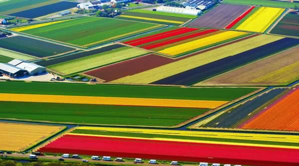 Từ tháng 3 đến tháng 8 hàng năm, những cánh đồng hoa tulip ở Lisse, Hà Lan lại tràn ngập sắc màu. Tuy nhiên, sự rực rỡ của chúng đạt mức cao nhất vào tháng 4, khi những bông hoa với đủ màu sắc tím, hồng, đỏ, vàng nở rộ, giống như những suối hoa muôn màu.