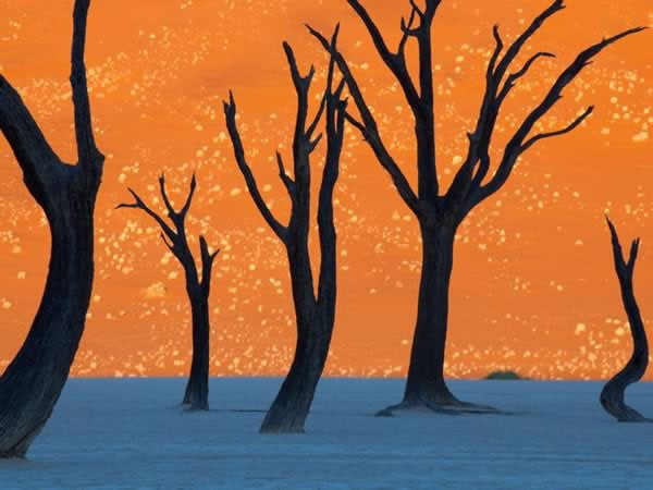 Các thân cây chết ở đầm lầy Dead Vlei, Namibia. Đây là khu vực nằm giữa những cồn cát cao nhất thế giới. Nhiều cây chết vẫn đứng vững trong đầm lầy. Tuổi đời của những cây đó lên tới 900 năm.