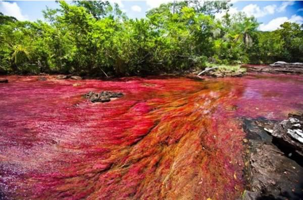 Cano Cristales được là một trong những con sông đẹp nhất thế giới ở công viên quốc gia Macarena, Colombia. Khi mực nước hạ thấp vào cuối mùa mưa trong tháng 8 hàng năm, sự sinh sôi của những loài cây thủy sinh khiến dòng sông chuyển sang màu hồng. Người dân địa phương gọi Cano Cristales bằng nhiều tên - như &quot;con sông đẹp nhất thế giới&quot;, &quot;sông ngũ sắc&quot;, &quot;sông cầu vồng&quot;.
