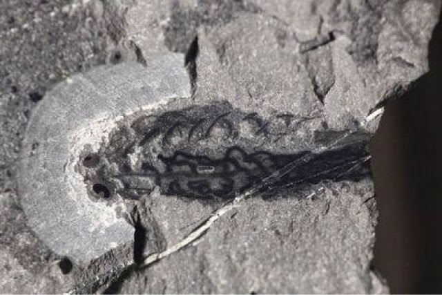 Ph&aacute;t hiện tổ ti&ecirc;n của mọi sinh vật c&oacute; thể l&agrave; lo&agrave;i c&aacute; t&iacute; hon