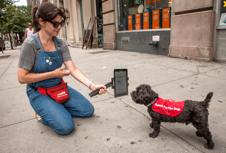 Trainer Grossman teaches dogs how to use tablets - Class teaches dogs how to use tablets