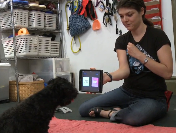 Kỳ lạ với lớp học dạy chó sử dụng máy tính bảng