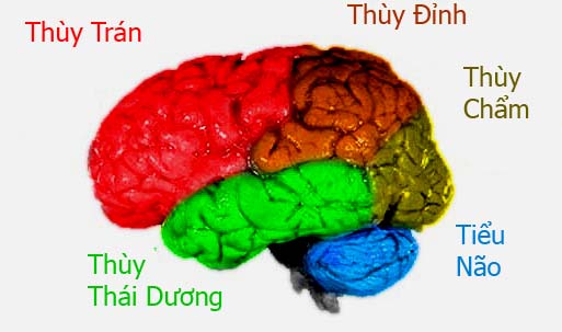 Khám phá mối liên hệ giữa kích thước bộ não và trí thông minh của con người